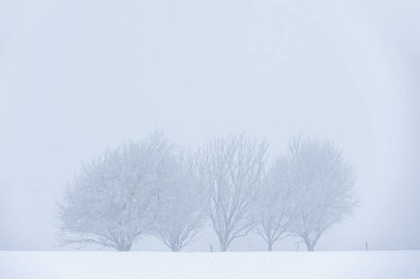 Karlı Siste Kış Ağaçları, doğa motifi için doğal arkaplan veya duvar kağıdı