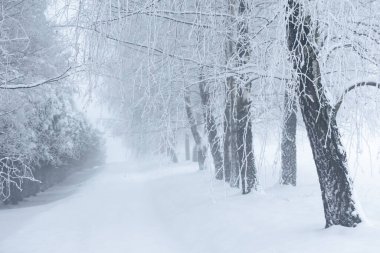 Polonya 'daki Donmuş Ormanda Puslu Kış Yolu, doğa motifi için doğal arka plan veya duvar kağıdı