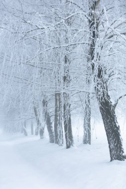 Polonya 'daki Donmuş Ormanda Puslu Kış Yolu, doğa motifi için doğal arka plan veya duvar kağıdı
