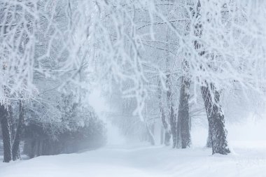 Polonya 'daki Donmuş Ormanda Puslu Kış Yolu, doğa motifi için doğal arka plan veya duvar kağıdı