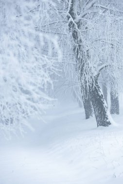 Polonya 'daki Donmuş Ormanda Puslu Kış Yolu, doğa motifi için doğal arka plan veya duvar kağıdı