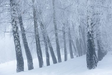 Polonya 'daki Donmuş Ormanda Puslu Kış Yolu, doğa motifi için doğal arka plan veya duvar kağıdı