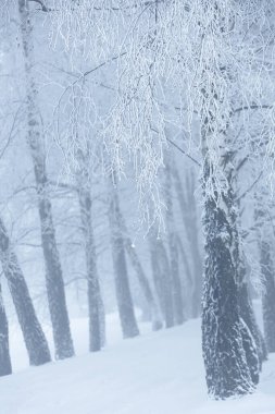 Polonya 'daki Donmuş Ormanda Puslu Kış Yolu, doğa motifi için doğal arka plan veya duvar kağıdı