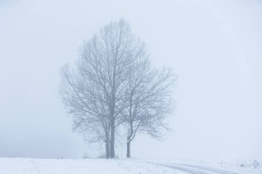 Polonya 'da Puslu Kış Arazisinde Yol ve İki Donmuş Ağaç, doğa motifi için doğal arka plan veya duvar kağıdı