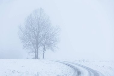 Polonya 'da Puslu Kış Arazisinde Yol ve İki Donmuş Ağaç, doğa motifi için doğal arka plan veya duvar kağıdı