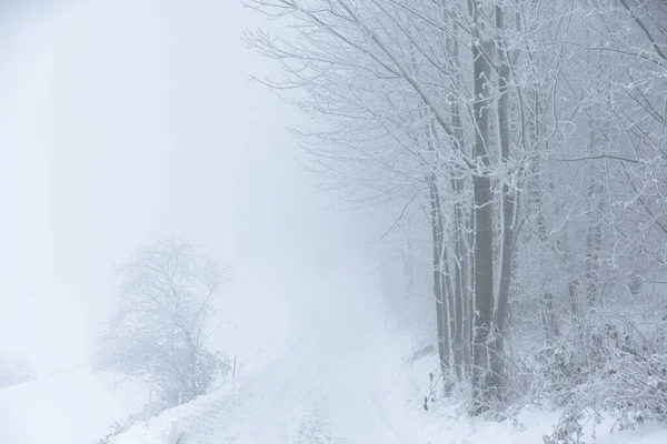 Polonya 'daki Donmuş Ormanda Puslu Kış Yolu, doğa motifi için doğal arka plan veya duvar kağıdı