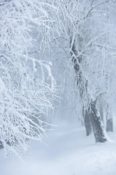 Polonya 'daki Donmuş Ormanda Puslu Kış Yolu, doğa motifi için doğal arka plan veya duvar kağıdı
