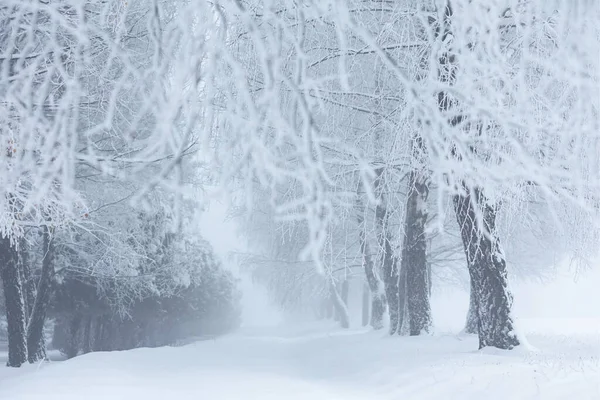 Polonya 'daki Donmuş Ormanda Puslu Kış Yolu, doğa motifi için doğal arka plan veya duvar kağıdı