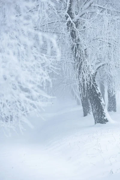 Polonya 'daki Donmuş Ormanda Puslu Kış Yolu, doğa motifi için doğal arka plan veya duvar kağıdı