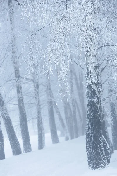 Polonya 'daki Donmuş Ormanda Puslu Kış Yolu, doğa motifi için doğal arka plan veya duvar kağıdı