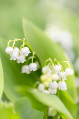 Bahçede beyaz çiçekler