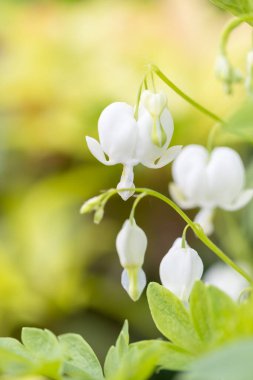 Yazın bahçede güzel beyaz bir çiçek