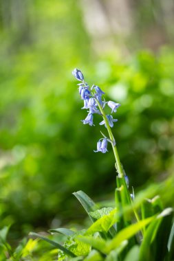 Ormandaki ilk çiçekler. Bahar ormanındaki ilk çiçekler..