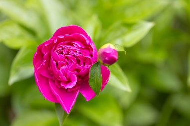 Yeşil arka planda pembe şakayık çiçeği. Kapat.