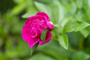 Bahçedeki güzel pembe güller