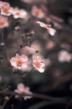 Güzel botanik fotoğrafı, doğal duvar kağıdı.
