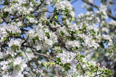 İlkbaharda elma çiçeği, çiçekler.