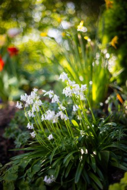 Bahçedeki güzel çiçekler