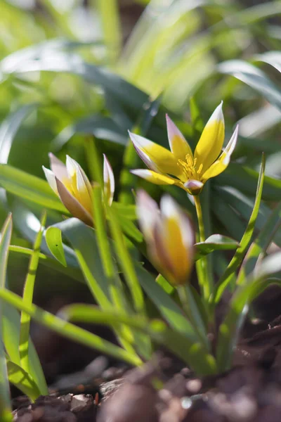 Bahçedeki güzel kır çiçeğinin seçici odak noktası.