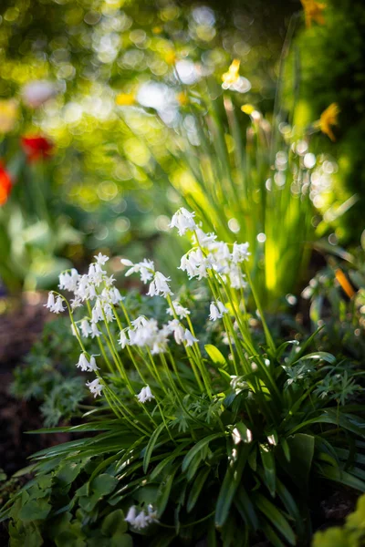 Bahçedeki güzel çiçekler