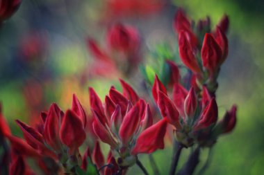 güzel kırmızı çiçekleri yakın çekim