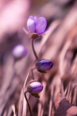 Bir bahar ormanında mor hepatika çiçekleri (Hepatica nobilis), projeniz için çiçek motifi, arkaplan veya duvar kağıdı