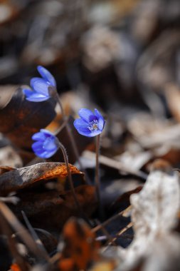 Bir bahar ormanında mor hepatika çiçekleri (Hepatica nobilis), projeniz için çiçek motifi, arkaplan veya duvar kağıdı