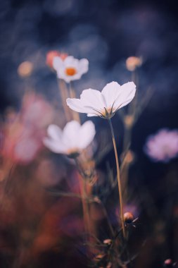 Kozmos çiçekleri (Cosmos bipinnatus) bahçede, çiçek duvar kağıtları, tasarımınız için arka plan