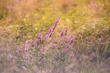 Yumuşak Bokeh ile güneşli çayırlarda açan Güzel Pembe Yaban Çiçekleri (Lythrum salicaria)