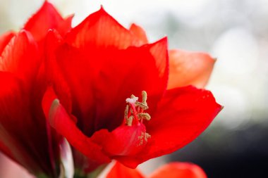 Titrek, kırmızı amarillis (Hippeastrum) çiçekleri çarpıcı erkekli