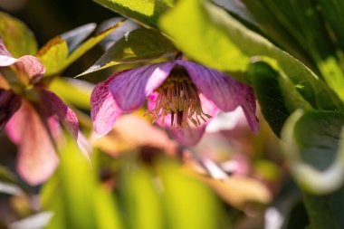 Bahar bahçesinde pembe çicekler, çiçek duvar kağıtları ya da projeniz için arka plan
