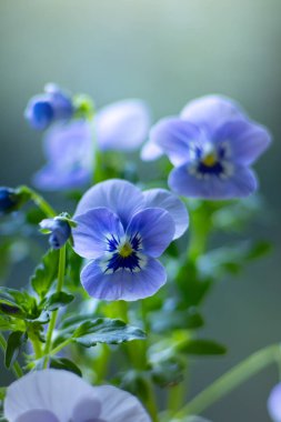 Narin Mavi Pansies Yumuşak Işıkta Çiçek Açan