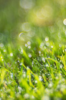 Yeşil Çimlerde Sabah Çiyi Parlayan Bokeh Işıkları