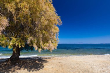 Güneşli kıyı yolu ve Tamarisk ağacı (Tamarix L.), Yunanistan 'ın Lesvos adasına tepeden bakar.