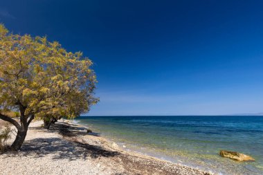 Güneşli kıyı yolu ve Tamarisk ağacı (Tamarix L.), Yunanistan 'ın Lesvos adasına tepeden bakar.