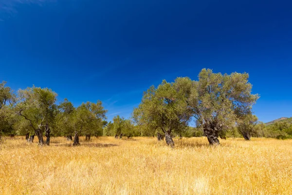 Yunan volkanik adası Lezbiyen 'den Olive Groves ve Mavi Gökyüzü ile Kuru Peyzaj, projeden arkaplan veya duvar kağıdı