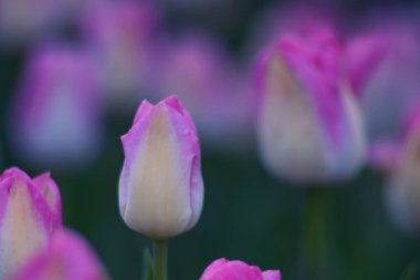 Bahar bahçesinde renkli çiçek açan lale çiçekleri, çiçekli duvar kağıdı veya arka plan, tasarım deseni