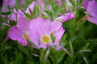 Akşam çiçeğinin narin pembe çiçekleri (Oenothera speciosa)