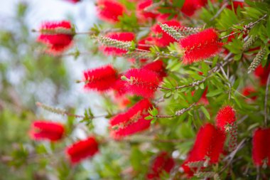 Calliemon. Çalılıklarda kırmızı çiçekler, çiçek duvar kağıtları ya da projeniz için arka plan