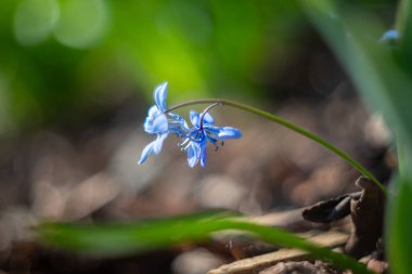Lezzetli Mavi Sibirya Squill çiçekleri (Scilla siberica) ilkbahar günışığında, popüler bir erken bahar ampulüdür.