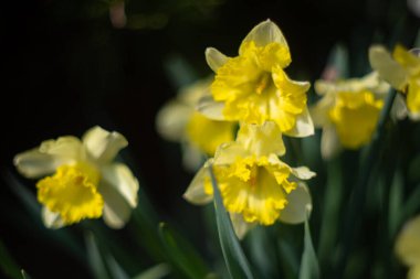 Nergisler (Narcissus jonquilla L.) sarı bahar çiçekleri, çiçek duvar kağıtları veya dizayn için çiçek arkaplanı