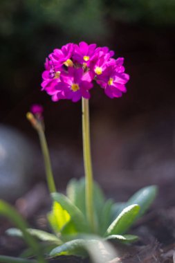 Yumuşak Odakta Canlı Mor Primula