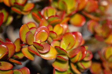 Kırmızı kenarlı canlı yeşim sulu bitki (Crassula ovata 'Sunset')