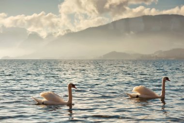 İki güzel kuğu sakin bir gölde süzülüyor. Arka planda sisli dağlar ve kabarık bulutlar barışçıl bir atmosferi çağrıştırıyor.