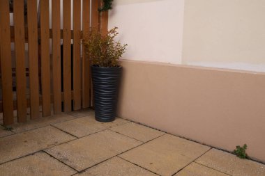 Kalıplı siyah bir kapta saksı bitkisi ahşap bir çitin yanına yerleştirilir ve doğal elementlerle sakin bir açık hava ortamı yaratır.