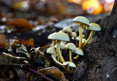 Small mushrooms in the autumn forest, sunrise, wallpaper, decoration.