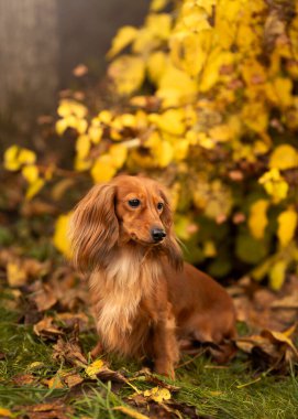 Sonbahar yapraklarının arka planında uzun saçlı bir Dachshund köpeğinin portresi.