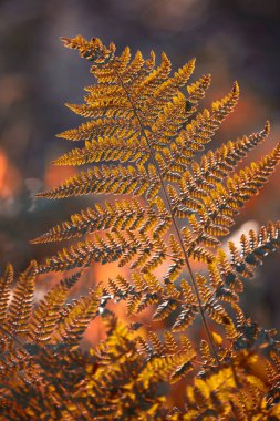 Autumn impression, fern leaves in the setting sun, wallpaper.