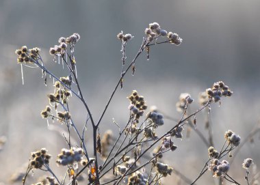 Kış çayırı, rime, don, duvar kağıdı.