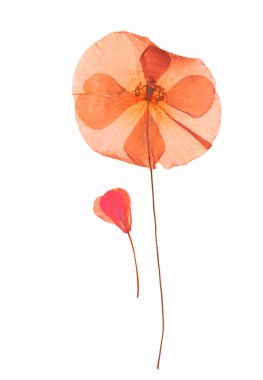 Çiçek motifi, kuru çiçekler ve beyaz arka planda yapraklar, duvar kağıdı, dekorasyon.